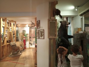 Музей леса (3)